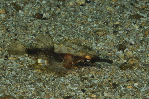 ウミテング復活@平沢ビーチbyイージーダイバーみーさんの旦那さん