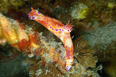 ニシキウミウシ@平沢ビーチbyイージーダイバーみーさん