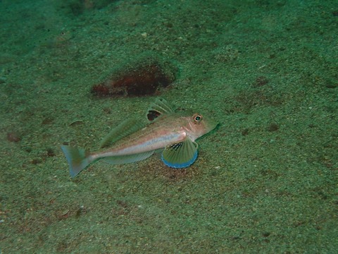 ホウボウ幼魚