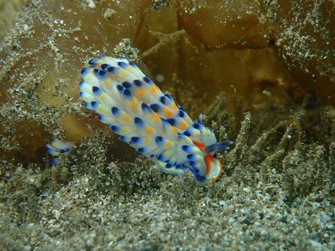 P5270017