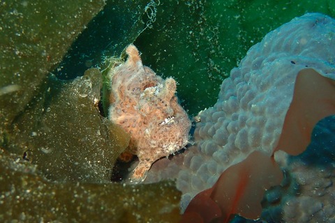 カエルアンコウ@平沢byイージーダイバーみーさん