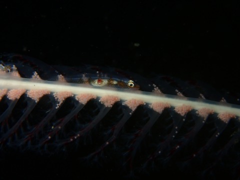 ガラスハゼ