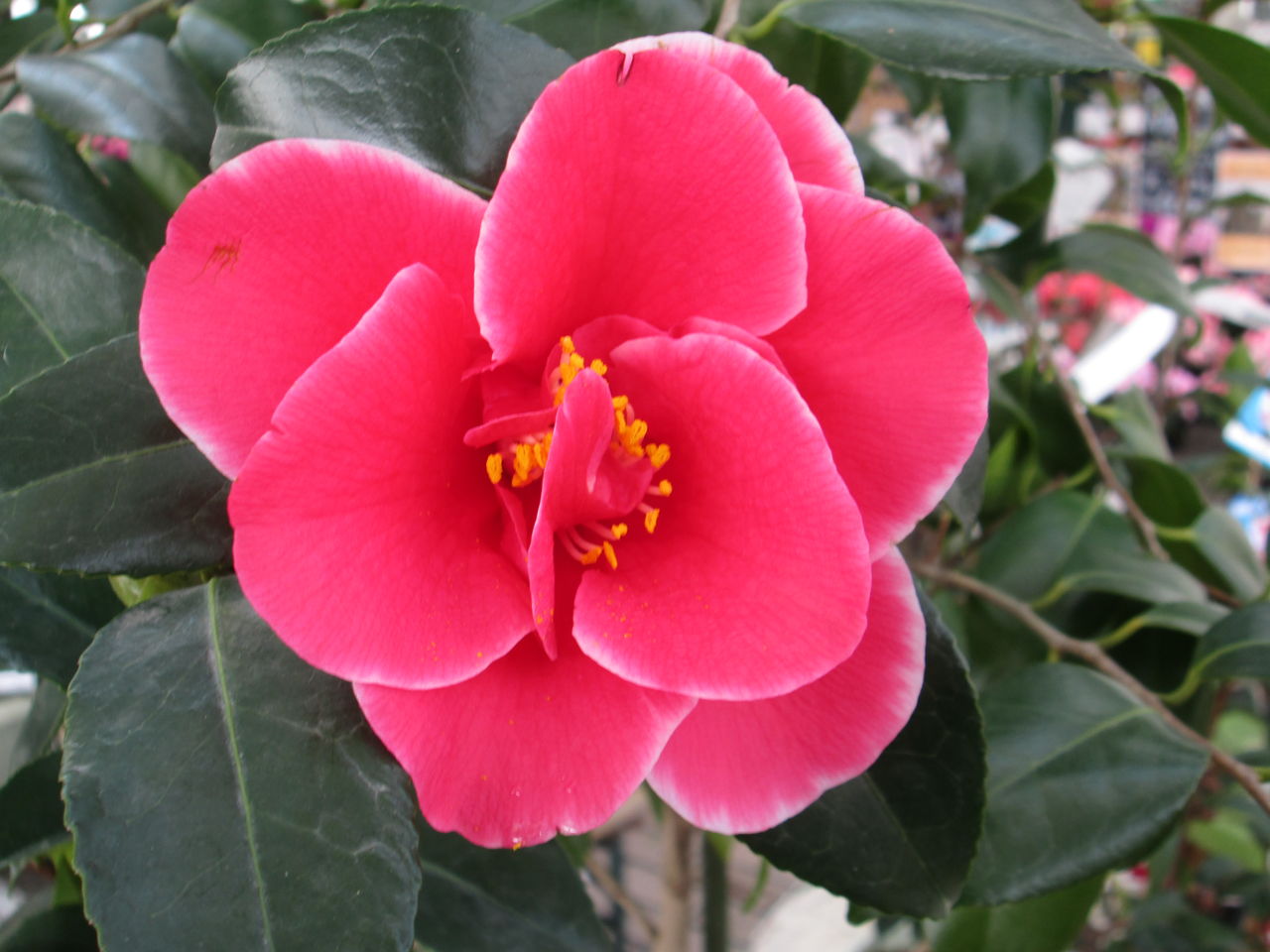 ツバキこんなに咲いています 熊本店 平田ナーセリー熊本店