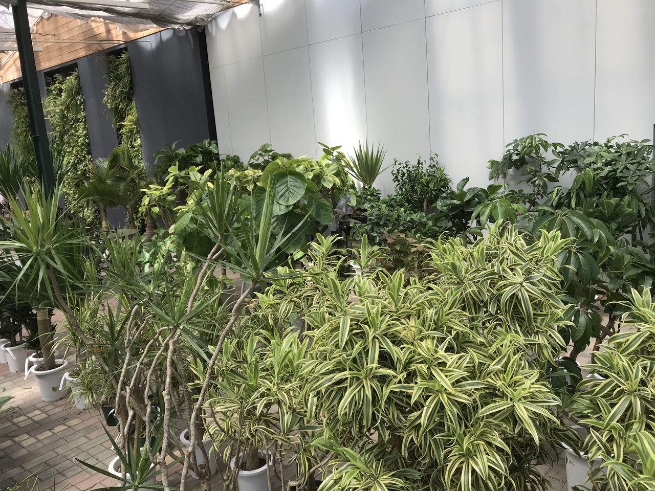 平田ナーセリー熊本店