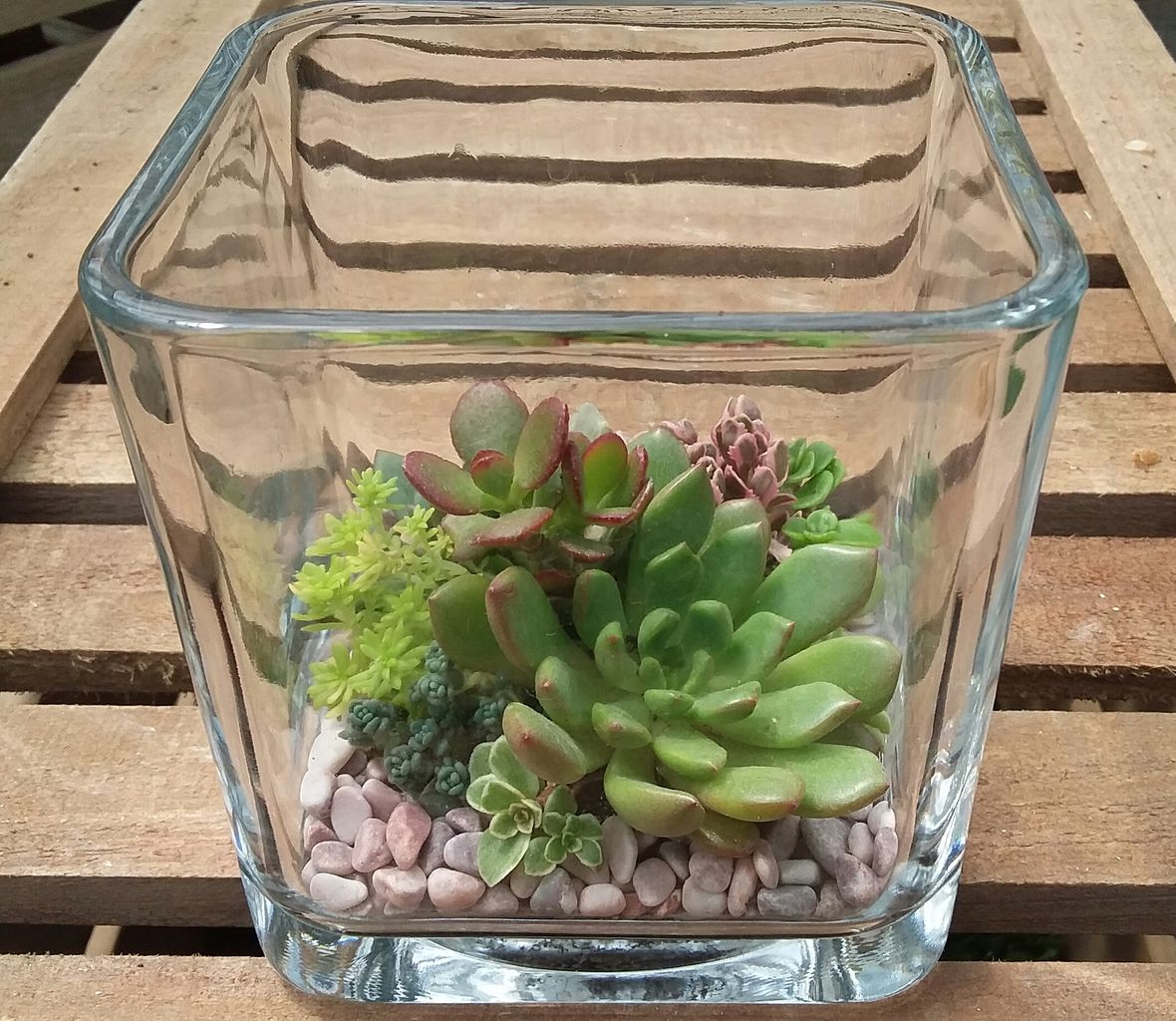 今月の多肉植物寄せ植え教室 熊本店 平田ナーセリー熊本店