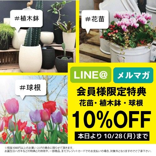 平田ナーセリー熊本店