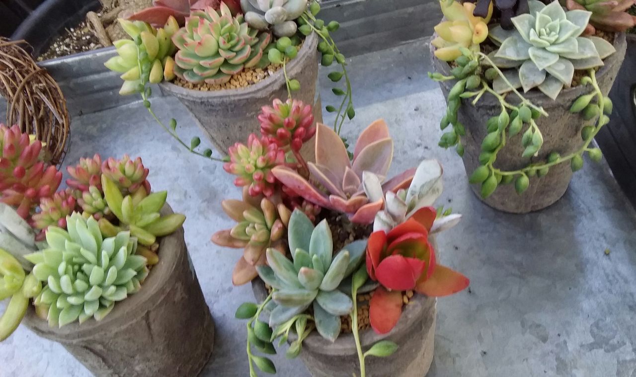 今月の多肉植物寄せ植え教室 熊本店 平田ナーセリー熊本店
