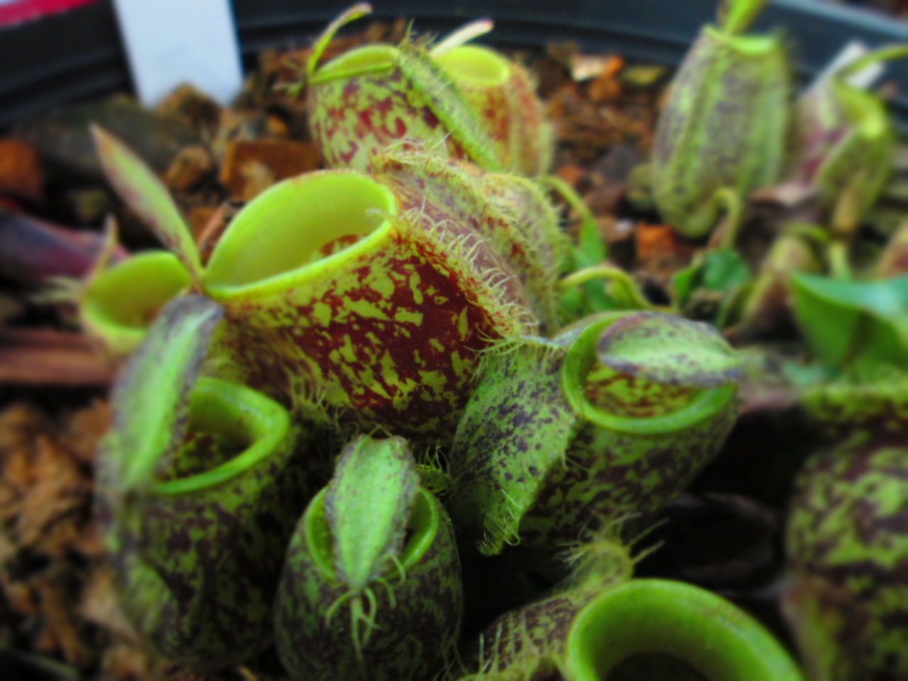 食虫植物 ネペンテス フーケリアーナ 【公式通販】 食虫植物 ネペンテス フーケリアーナ 【公式通販】