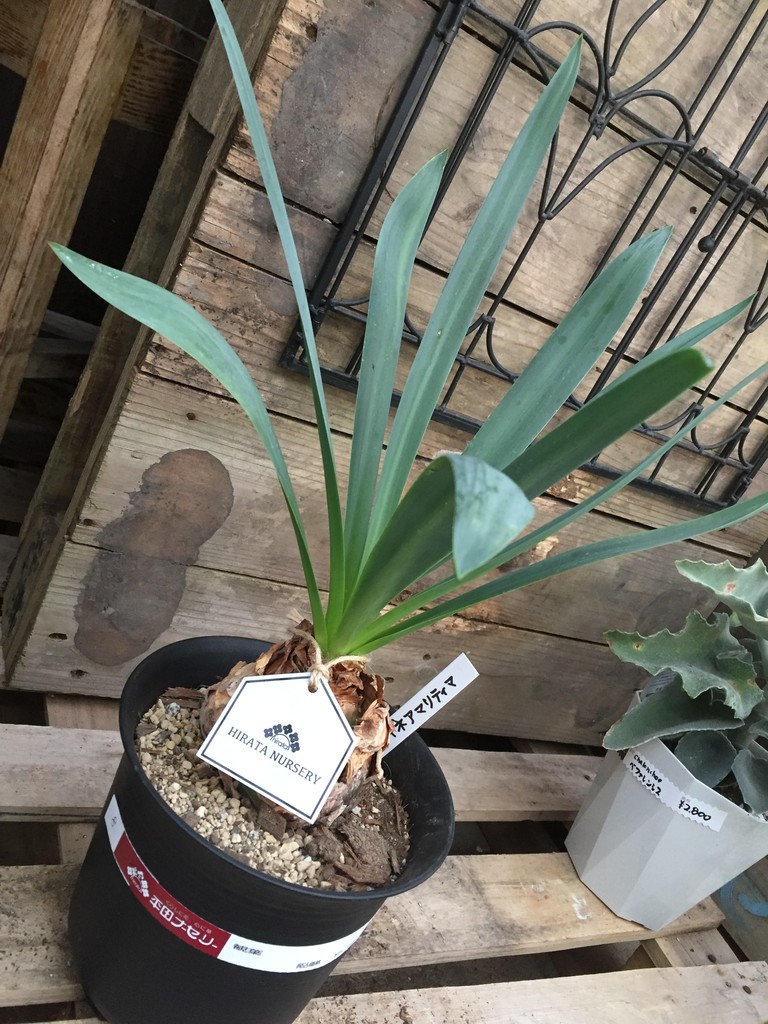 珍し植物と観葉植物 本城店 平田ナーセリー本城