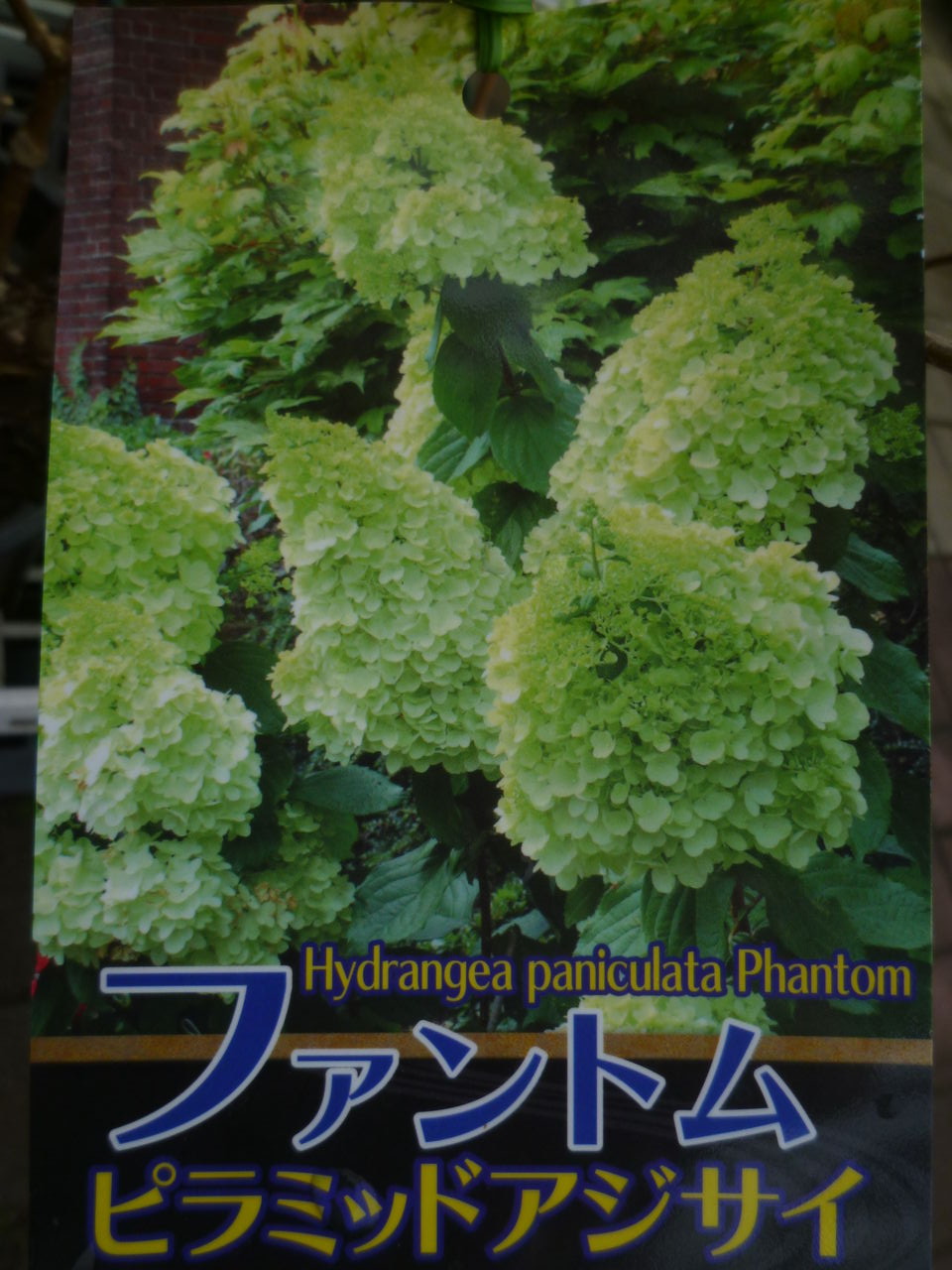 紫陽花コレクション 本城店 平田ナーセリー本城 紫陽花コレクション 本城店 平田ナーセリー本城