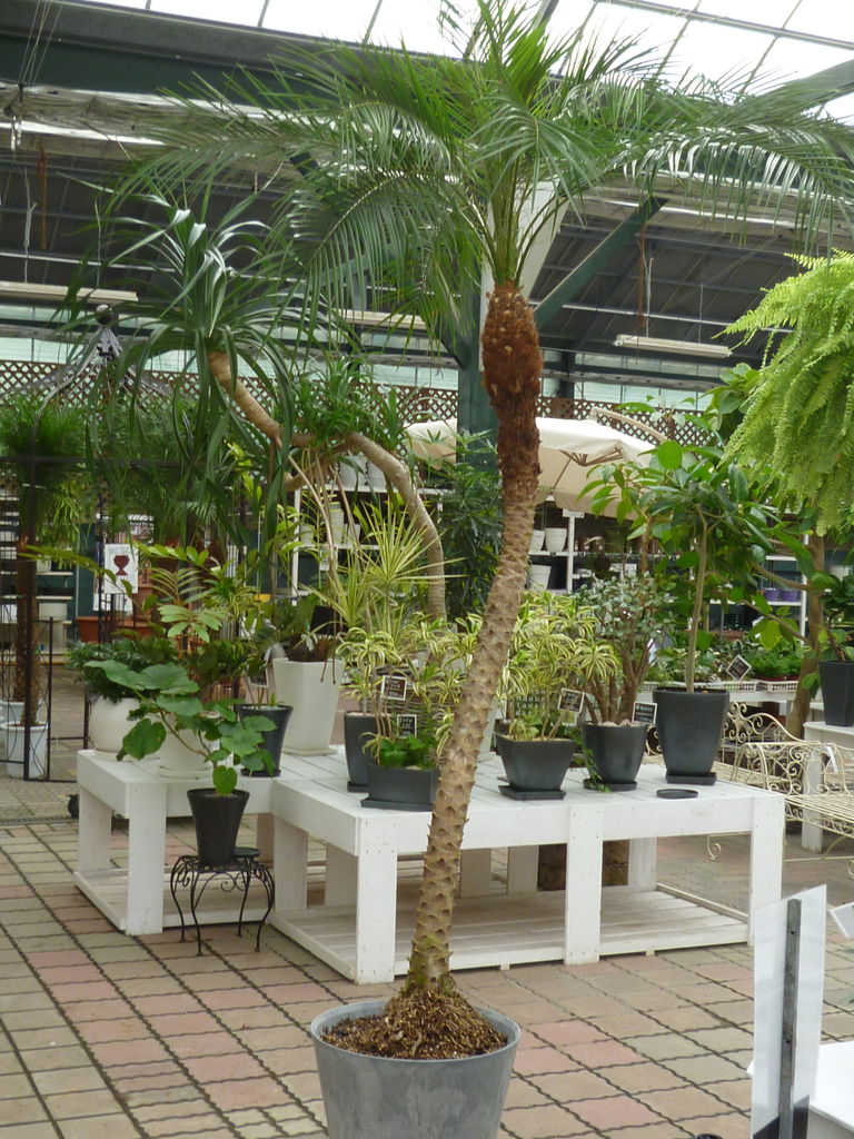 3600円 6周年記念イベントが ふるさと納税 観葉植物 フェニックス ロベレニー7号 Green
