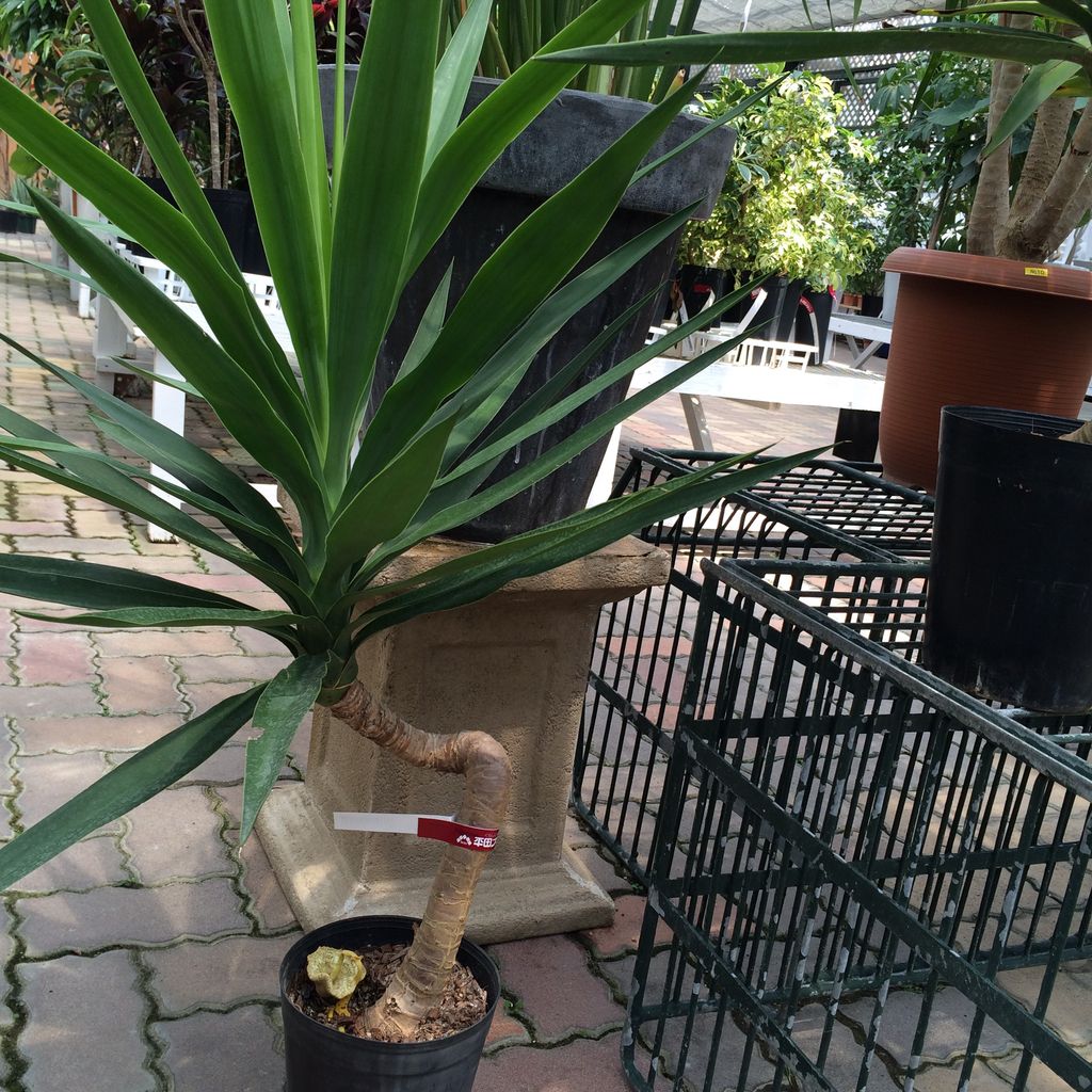 エレファンティペス 本城店 平田ナーセリー本城