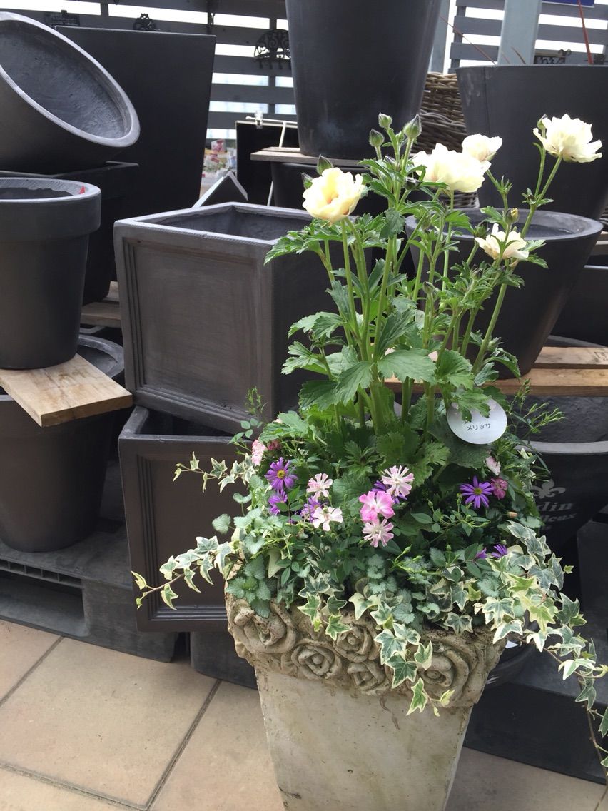 寄せ植え集 春日店 平田ナーセリー春日店 寄せ植え集 春日店 平田ナーセリー春日店