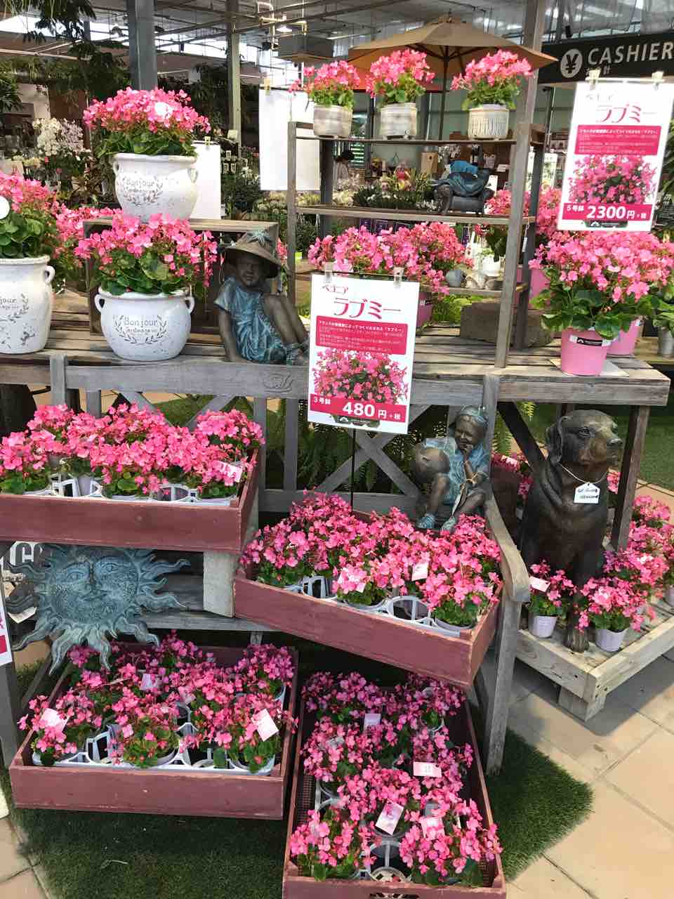 秋の植物がたくさん 春日店 平田ナーセリー春日店