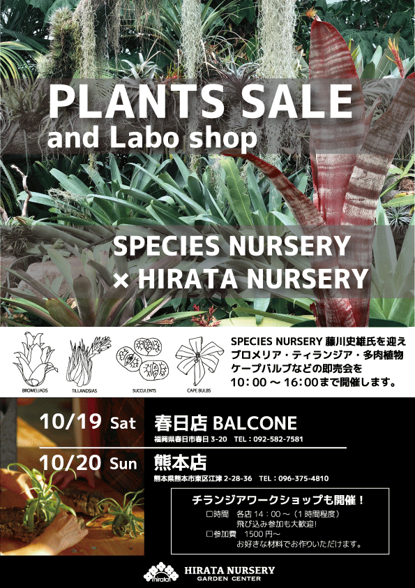 平田ナーセリー春日店 平田ナーセリー春日店