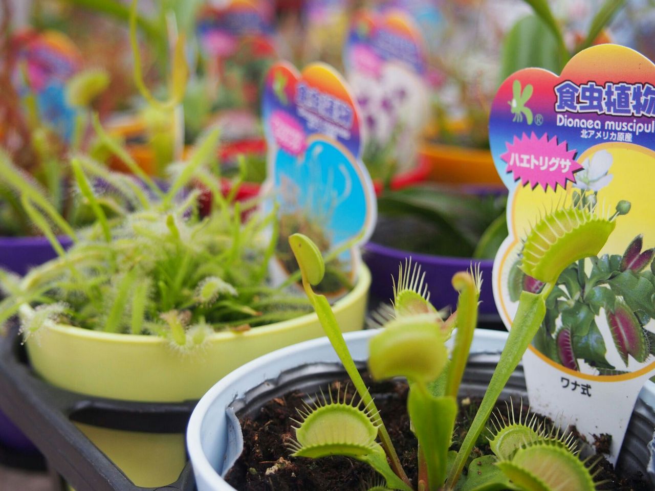 食虫植物テラリウム教室 小倉東店 平田ナーセリー小倉東