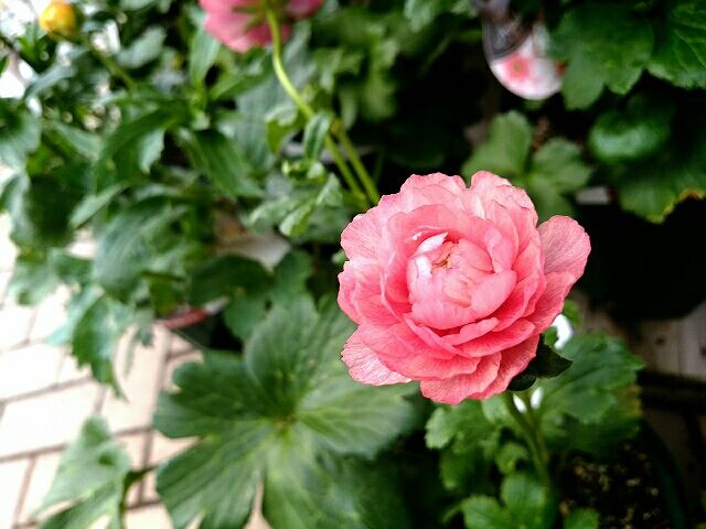 ついにきました 久留米店 平田ナーセリー久留米