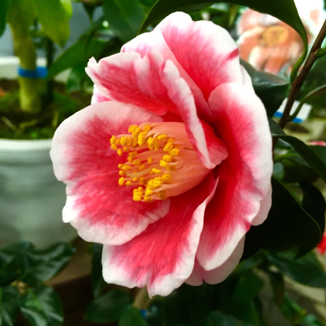 椿 絶賛開花中 小戸店 平田ナーセリー福岡西区小戸店villaggio