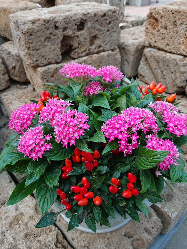 植え替え承ります 小戸店 平田ナーセリー福岡西区小戸店villaggio 植え替え承ります 小戸店 平田ナーセリー福岡西区小戸店villaggio