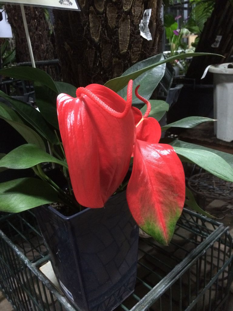 激レアアンス 小戸 平田ナーセリー福岡西区小戸店villaggio