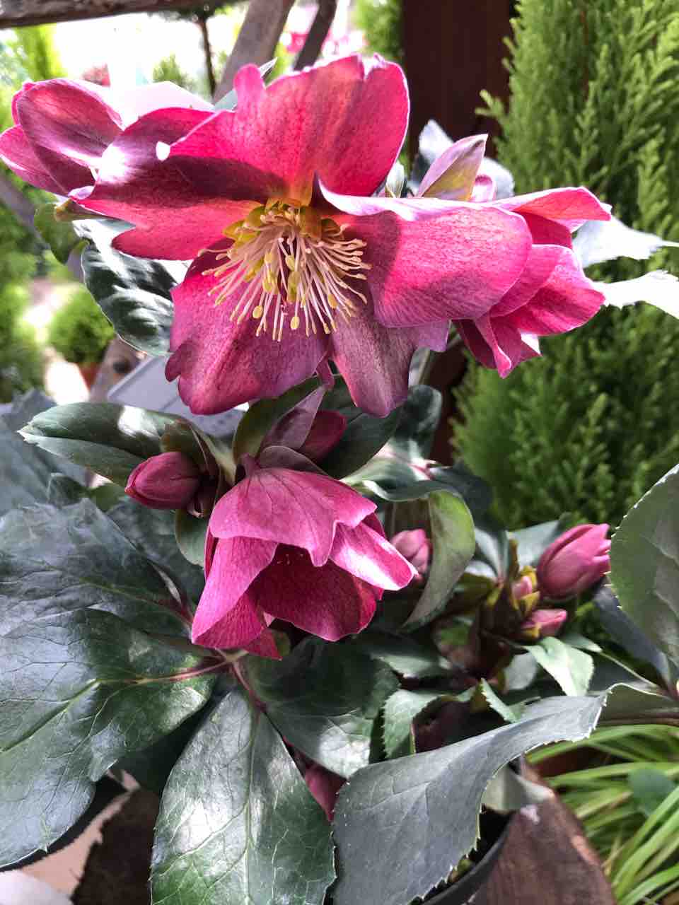 クリスマスローズ再入荷 小戸店 平田ナーセリー福岡西区小戸店villaggio クリスマスローズ再入荷 小戸店 平田ナーセリー福岡西区小戸店villaggio