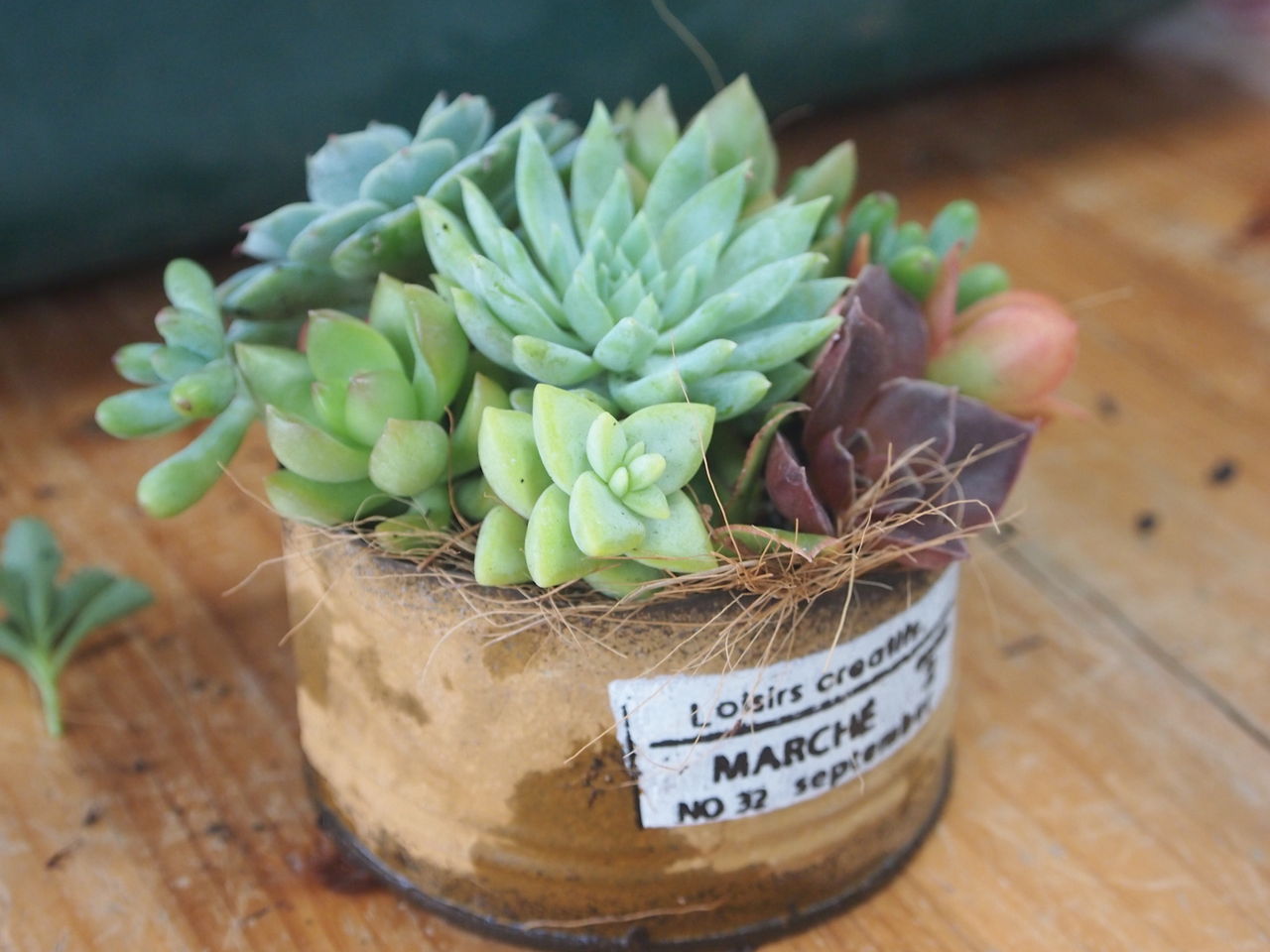 秋色いっそう深まりました 小戸店 平田ナーセリー福岡西区小戸店villaggio 秋色いっそう深まりました 小戸店 平田ナーセリー福岡西区小戸店villaggio