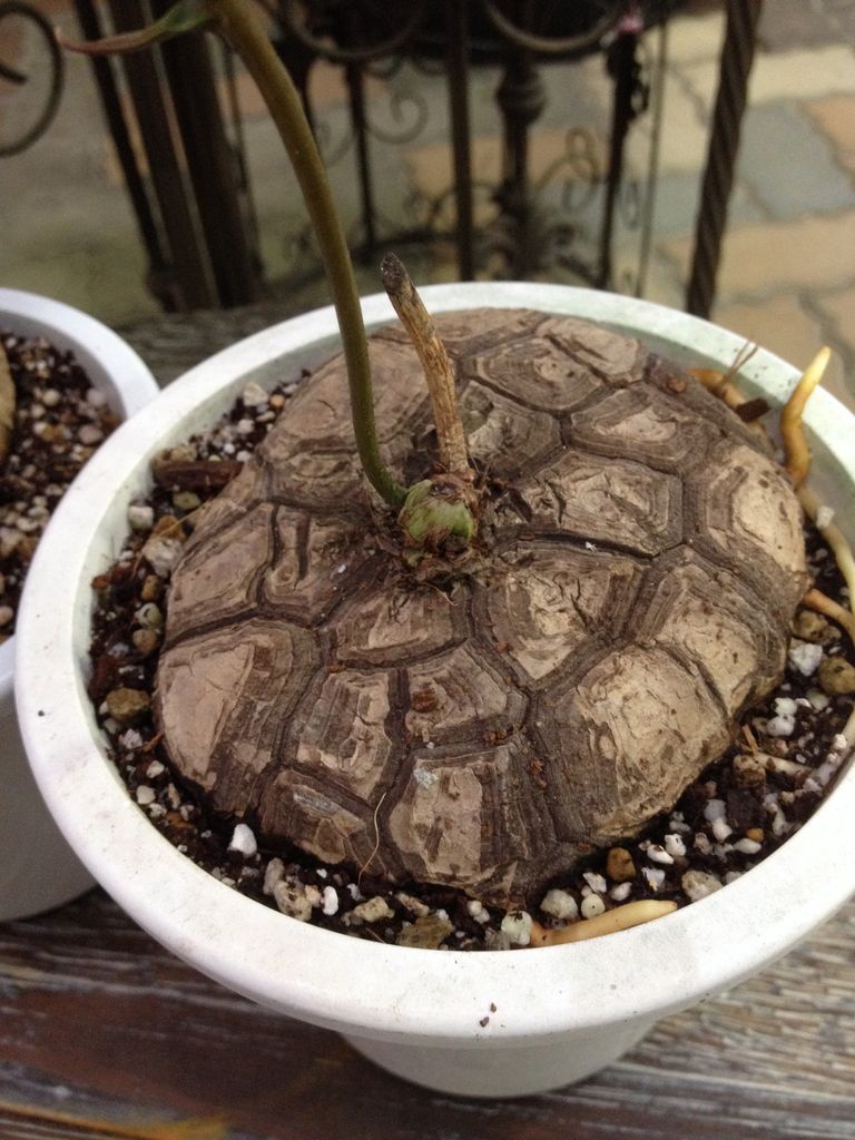 植物に魅せられてメキシコ亀甲竜 : 平田ナーセリー福岡西区小戸店