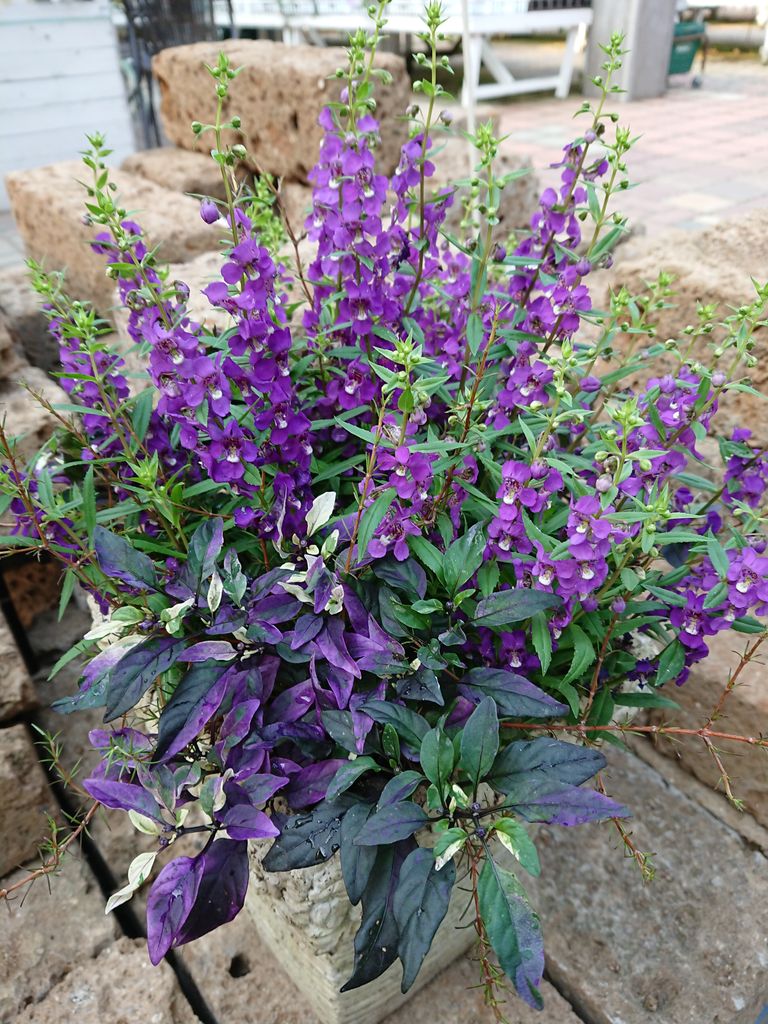 植え替え承ります 小戸店 平田ナーセリー福岡西区小戸店villaggio 植え替え承ります 小戸店 平田ナーセリー福岡西区小戸店villaggio