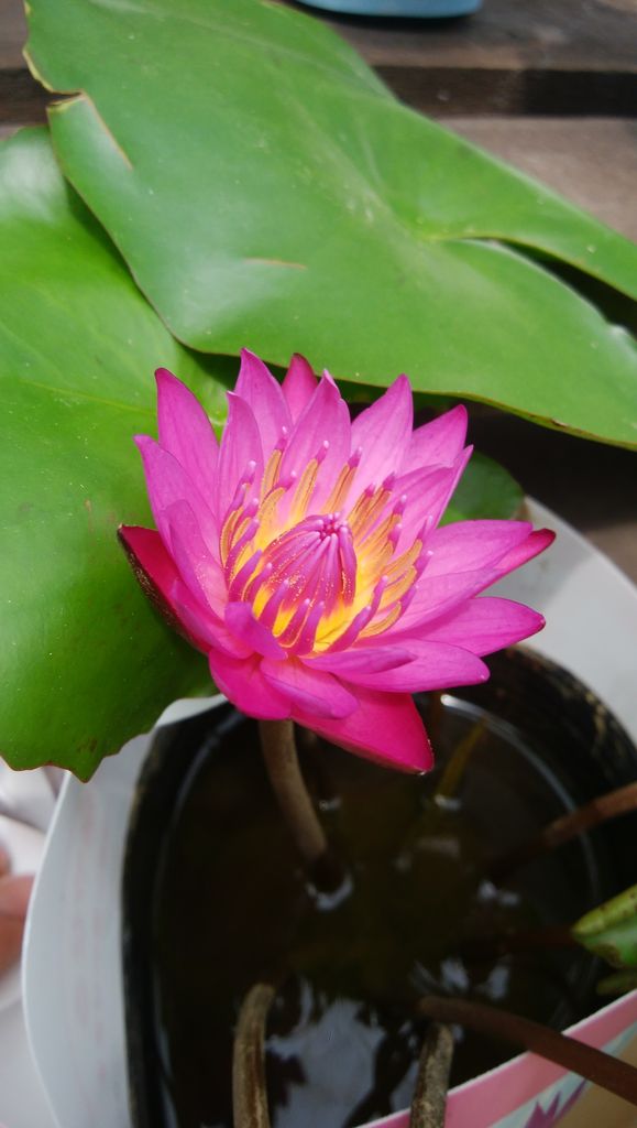 夏の妖精 小戸店 平田ナーセリー福岡西区小戸店villaggio