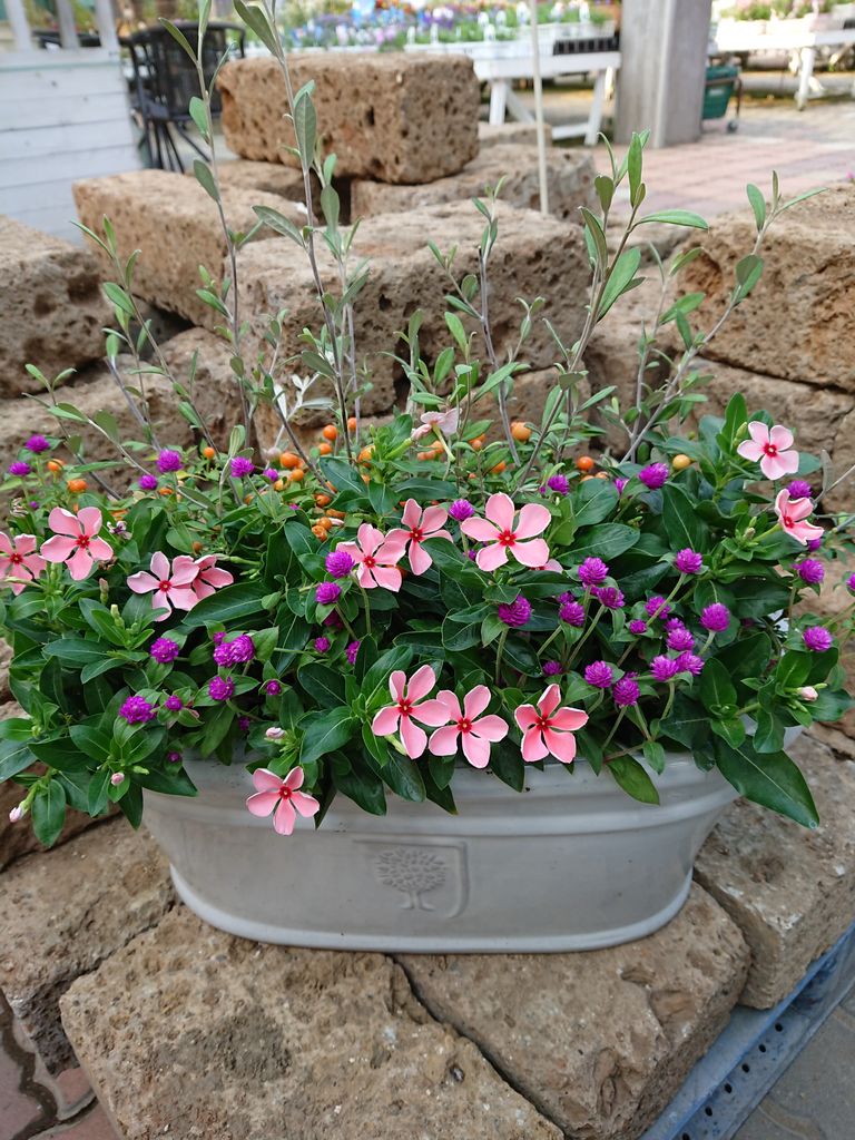 植え替え承ります 小戸店 平田ナーセリー福岡西区小戸店villaggio 植え替え承ります 小戸店 平田ナーセリー福岡西区小戸店villaggio