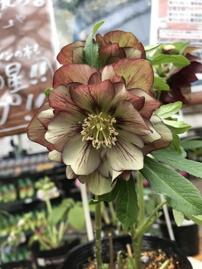 可愛らしい花姿も魅力 福岡東店 平田ナーセリー福岡東店forest 可愛らしい花姿も魅力 福岡東店 平田ナーセリー福岡東店forest