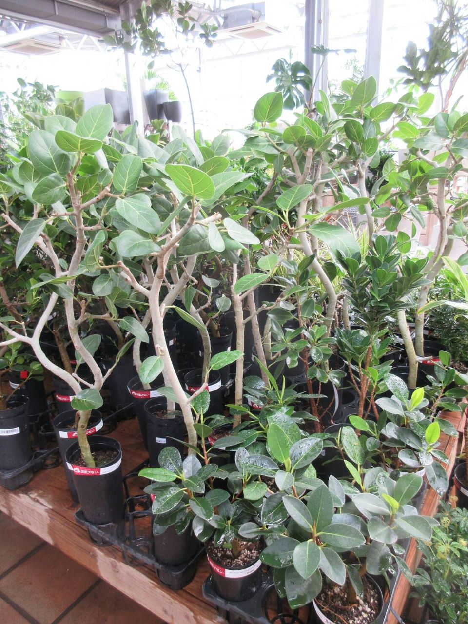 おもしろい植物たくさん 福岡東店 平田ナーセリー福岡東店forest おもしろい植物たくさん 福岡東店 平田ナーセリー福岡東店forest