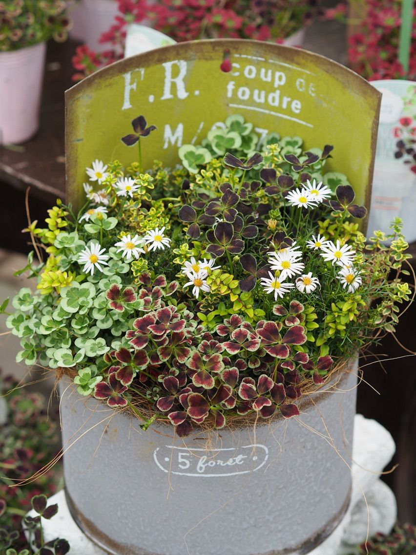 春の寄せ植え始めませんか 福岡東店 平田ナーセリー福岡東店forest 春の寄せ植え始めませんか 福岡東店 平田ナーセリー福岡東店forest