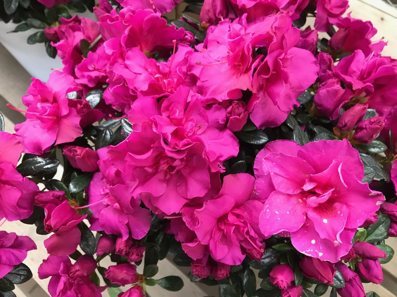 ベルギーアザレア 入荷しました 福岡東店 平田ナーセリー福岡東店forest ベルギーアザレア 入荷しました 福岡東店 平田ナーセリー福岡東店forest