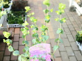241C3B92-2D50-495A-BD1A-ADF8B9D6C320