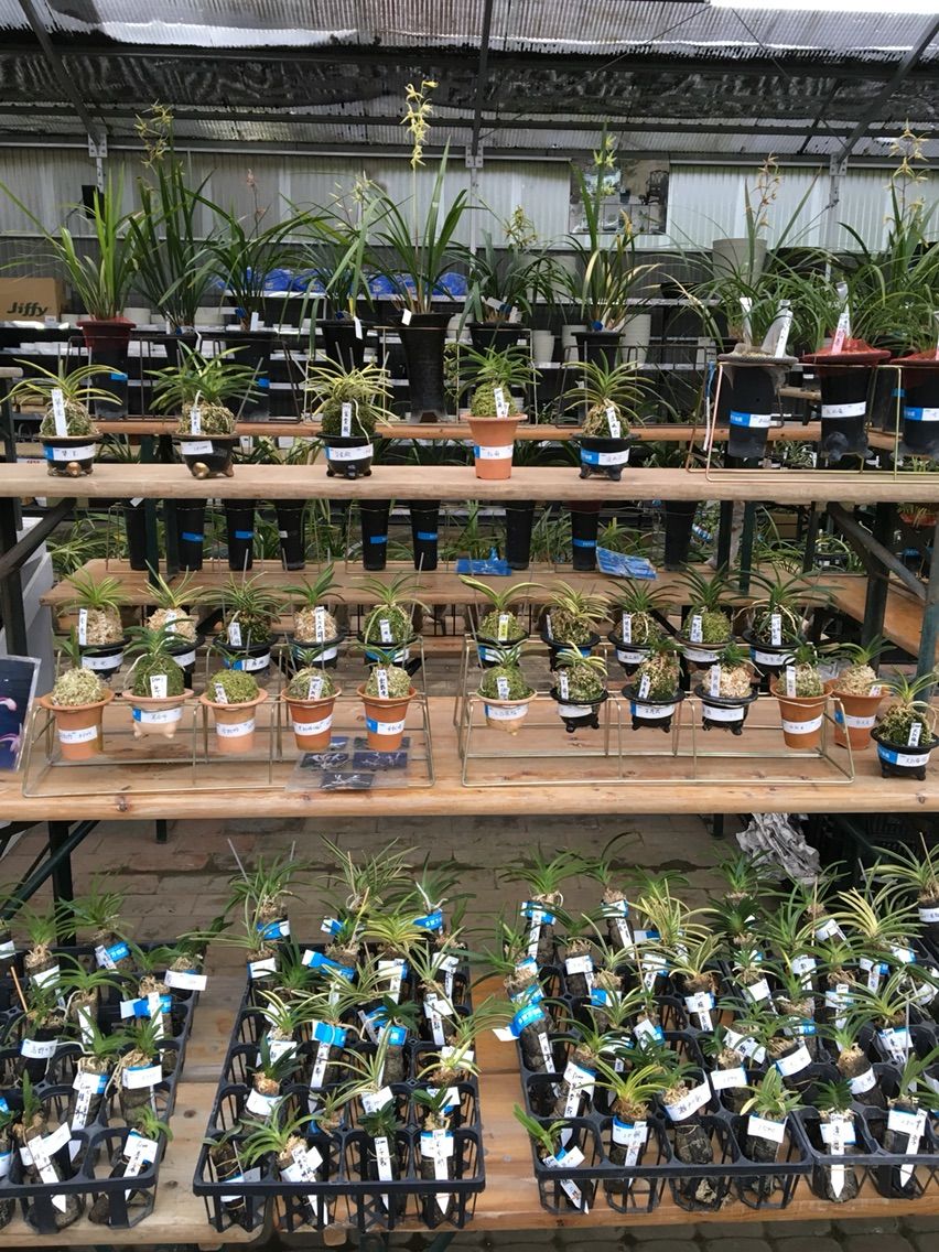 古典園芸 展示会 福岡東店 平田ナーセリー福岡東店forest 古典園芸 展示会 福岡東店 平田ナーセリー福岡東店forest