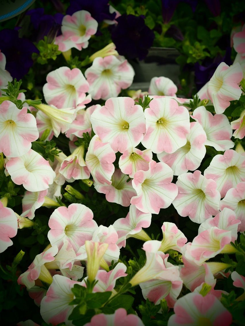 ペチュニアフェア 福岡東店 平田ナーセリー福岡東店forest