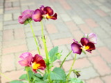 59B24ACD-42A3-4B6F-8D8A-34D86833065B