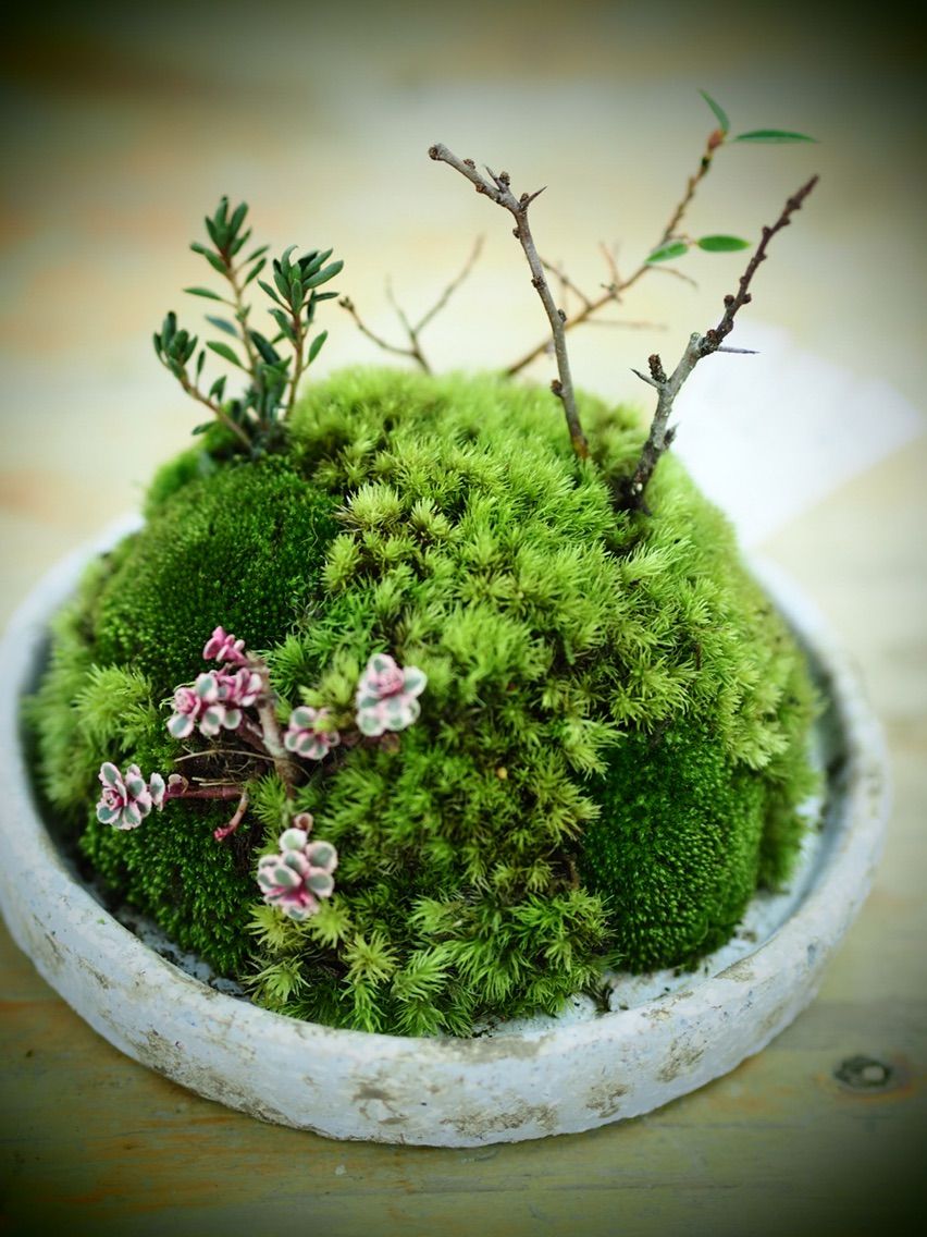 苔遊び 福岡東店 平田ナーセリー福岡東店forest