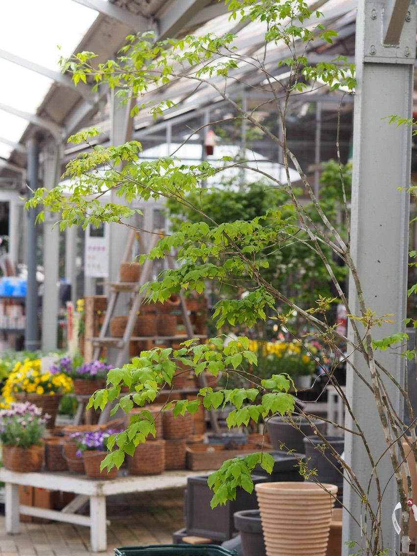 新緑がキレイ 福岡東店 平田ナーセリー福岡東店forest 新緑がキレイ 福岡東店 平田ナーセリー福岡東店forest