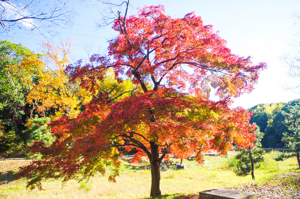 紅葉-2012043