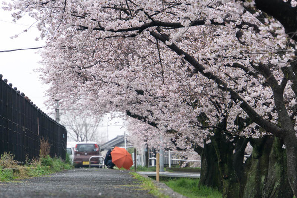 桜-1704078