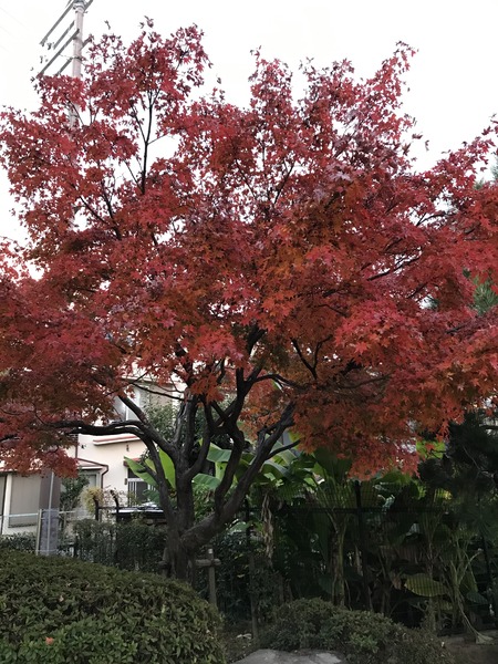 紅葉2