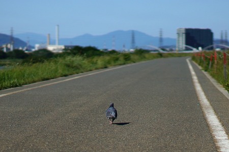 鳩20130523152959