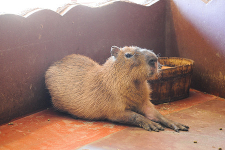 ひらかたパーク動物130919-06