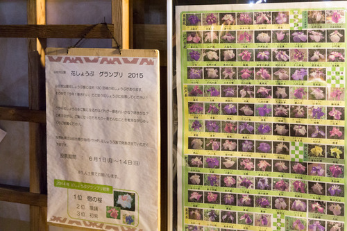 花菖蒲園-15060616