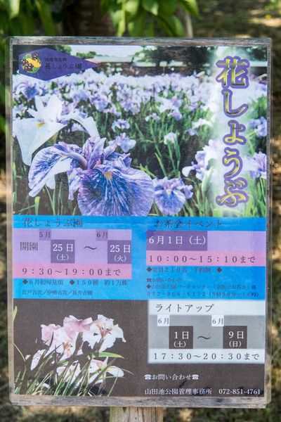 花しょうぶ園-1905255