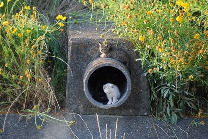 20100611neko5