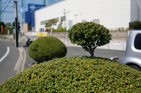 ちょんまげ植木130419-16
