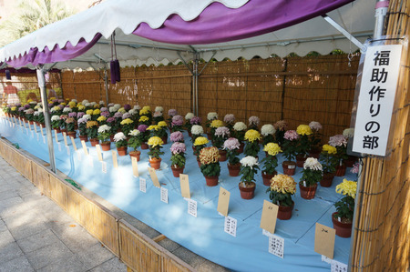 菊花展131105-27